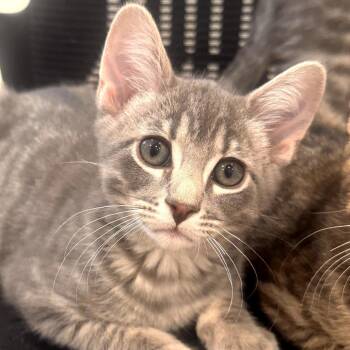 Domestic Medium Hair Cats Available for Adoption in Grantsville, Utah - Grey Boy | PetCurious
