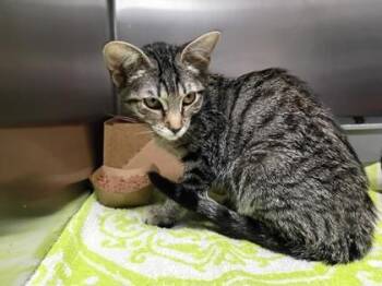 Domestic Short Hair Cats Available for Adoption in West Chester, Pennsylvania - Heather | PetCurious