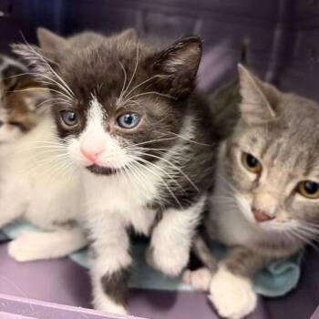 Domestic Short Hair Cats Available for Adoption in Marshall, Virginia - Mario | PetCurious