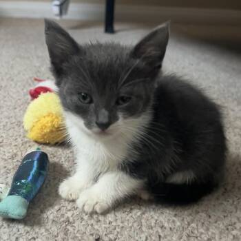 Rescue Domestic Short Hair Cats for Adoption in Santa Ana, California - Scarlett | PetCurious