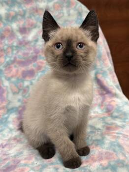 Mully -  Siamese Cat for Adoption in Marvin, North Carolina - Mully | PetCurious