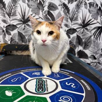 Fish -  Domestic Short Hair Cat for Adoption in Wahiawa, Hawaii - Fish | PetCurious