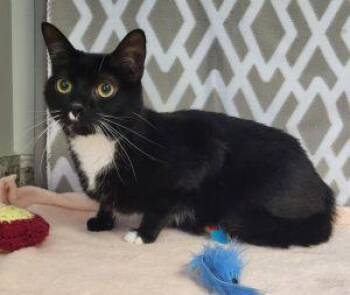 Squeekers -  Domestic Short Hair Cat for Adoption in Bucyrus, Ohio - Squeekers | PetCurious