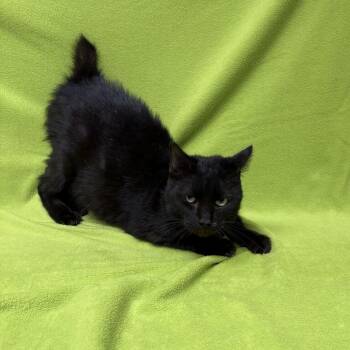 Bobert -  Domestic Short Hair Cat for Adoption in Valdosta, Georgia - Bobert | PetCurious