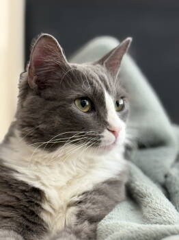 Rescue Domestic Long Hair Cats for Adoption in San Jose, California - Vinnie (Courtesy Post) | PetCurious