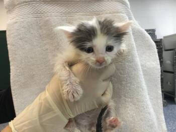 Domestic Short Hair Cats Available for Adoption - A1909727 | PetCurious