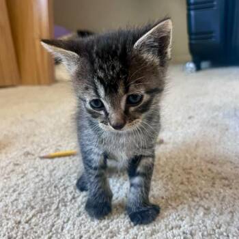 Domestic Short Hair Cats Available for Adoption in Eagle Mountain, Utah - Matcha Tate | PetCurious