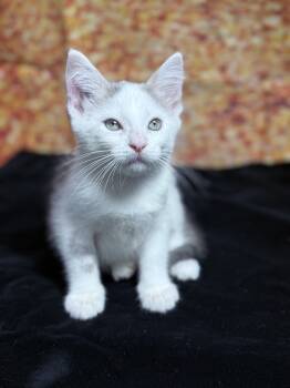 Rescue Domestic Short Hair Cats for Adoption in Fort Worth, Texas - Gelato | PetCurious