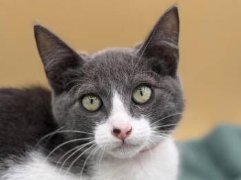 Maupin -  Domestic Short Hair Cat for Adoption in Portland, Oregon - Maupin | PetCurious