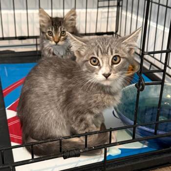 Chaz Hoffman -  Domestic Short Hair Cat for Adoption in Eagle Mountain, Utah - Chaz Hoffman | PetCurious