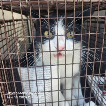 CRUSH -  Domestic Short Hair Cat for Adoption in San Antonio, Texas - CRUSH | PetCurious