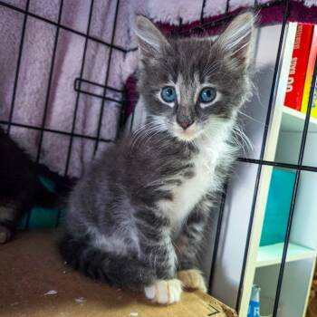 Rescue Domestic Long Hair Cats for Adoption in San Diego, California - Space Kook | PetCurious