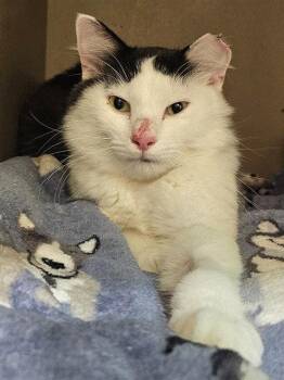 RONNIE -  Domestic Medium Hair Cat for Adoption in Clyde, North Carolina - RONNIE | PetCurious