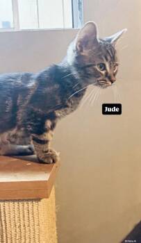 Jude -  Tabby Cat for Adoption in Gardena, California - Jude | PetCurious