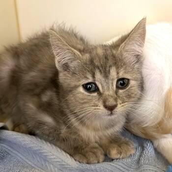 Willow -  Domestic Short Hair Cat for Adoption in Cooperstown, New York - Willow | PetCurious
