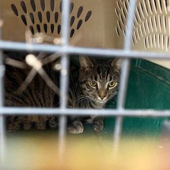 Andy -  Domestic Short Hair Cat for Adoption in Huntington, West Virginia - Andy | PetCurious