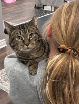 Tabby Cats Available for Adoption - Rose | PetCurious