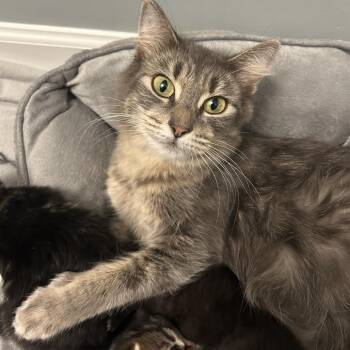 Domestic Medium Hair Cats Available for Adoption - Sweet Basil | PetCurious