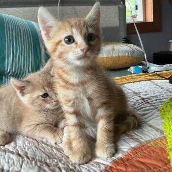 Tigger COH-A-67110 -  Domestic Short Hair Cat for Adoption in Volcano, Hawaii - Tigger COH-A-67110 | PetCurious