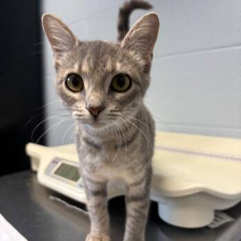 Tammy Too -  Domestic Short Hair Cat for Adoption in Carencro, Louisiana - Tammy Too | PetCurious