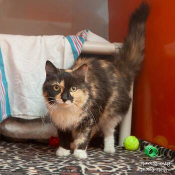 Domestic Short Hair Cats Available for Adoption in Ridgefield, Connecticut - Eketarina | PetCurious