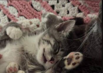 Odysseus -  Domestic Short Hair Cat for Adoption in Greenwich Township, New Jersey - Odysseus | PetCurious