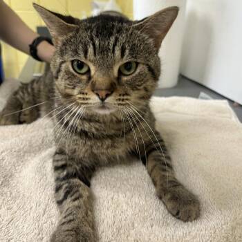 Crawfish -  Domestic Short Hair Cat for Adoption in West Olive, Michigan - Crawfish | PetCurious