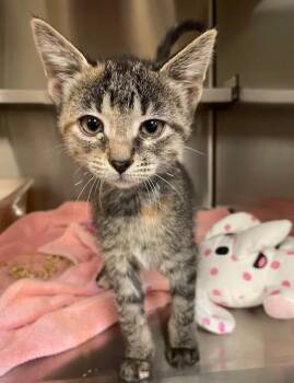 Rescue Domestic Short Hair Cats for Adoption in Houghton Lake, Michigan - Farrah | PetCurious