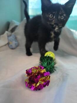 Bubbles -  Domestic Medium Hair and Domestic Short Hair Cat for Adoption in Edgewood, New Mexico - Bubbles | PetCurious
