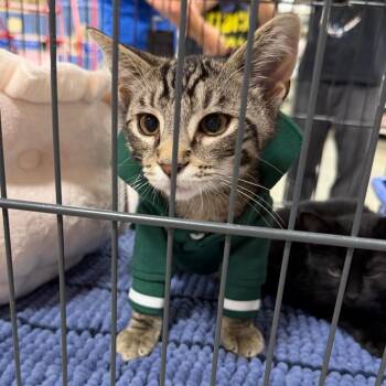 Matteo -  Domestic Short Hair Cat for Adoption in Georgetown, Kentucky - Matteo | PetCurious