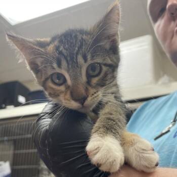 Tina Russo -  Domestic Short Hair Cat for Adoption in Goleta, California - Tina Russo | PetCurious