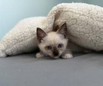 Georgie -  Domestic Short Hair Cat for Adoption in Honolulu, Hawaii - Georgie | PetCurious
