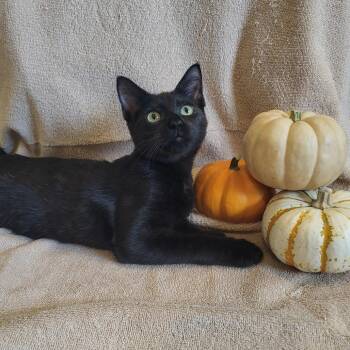 Astro -  Domestic Short Hair Cat for Adoption in Houston, Texas - Astro | PetCurious