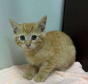 Domestic Short Hair Cats Available for Adoption in Little Rock, Arkansas - Bo | PetCurious