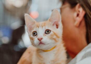 Rescue Domestic Short Hair Cats for Adoption in Le Mars, Iowa - Fred | PetCurious