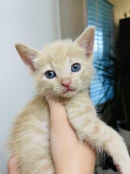 yusu -  Domestic Short Hair Cat for Adoption in Kirksville, Missouri - Yusu | PetCurious