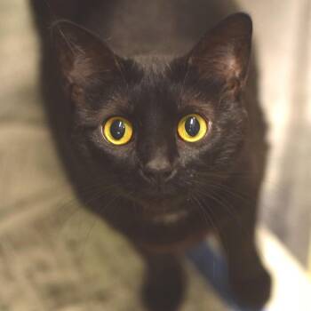 Pantheress -  Domestic Short Hair Cat for Adoption in Belleville, Illinois - Pantheress | PetCurious
