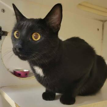 Deej -  Domestic Short Hair Cat for Adoption in Columbia, Missouri - Deej | PetCurious