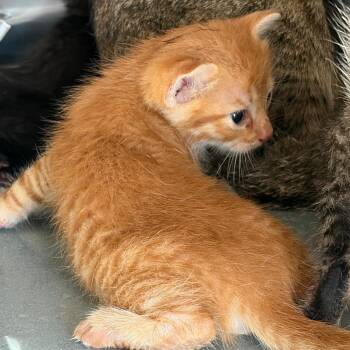 Da Vinci -  Domestic Short Hair Cat for Adoption in Edinburg, Texas - Da Vinci | PetCurious