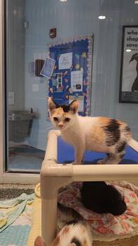 Meowly Cyrus -  Domestic Short Hair Cat for Adoption in Charleston, South Carolina - Meowly Cyrus | PetCurious