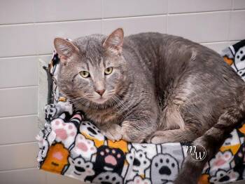 FLOYD -  Domestic Short Hair Cat for Adoption in Omaha, Nebraska - FLOYD | PetCurious