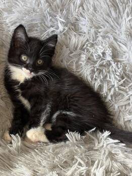 Bowtie -  Tuxedo and Domestic Medium Hair Cat for Adoption in Laguna Niguel, California - Bowtie | PetCurious