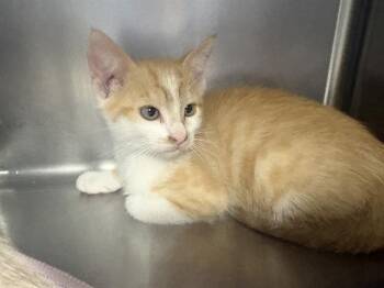 SPARK* -  Domestic Short Hair Cat for Adoption in Santa Cruz, California - SPARK* | PetCurious