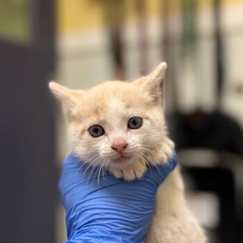 Big Gulp -  Domestic Short Hair Cat for Adoption in Charlottesville, Virginia - Big Gulp | PetCurious