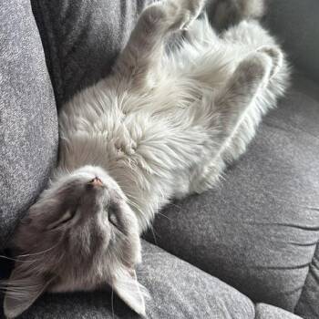 Orion C11394 -  Siamese and Ragdoll Cat for Adoption - Orion C11394 | PetCurious