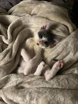 Machka -  Domestic Short Hair Cat for Adoption in Chicago, Illinois - Machka | PetCurious