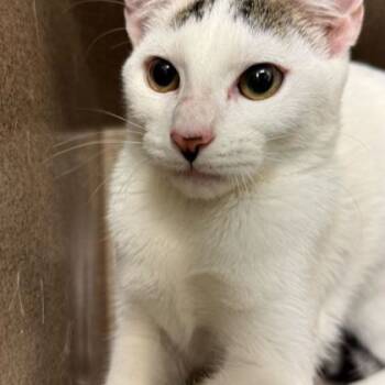 Rescue Domestic Short Hair Cats for Adoption in Leander, Texas - Ja Ja | PetCurious