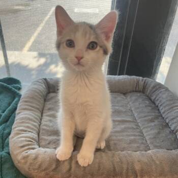 Andrena -  Domestic Short Hair Cat for Adoption in Salt Lake City, Utah - Andrena | PetCurious