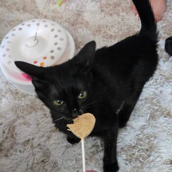 Ophelia -  Domestic Medium Hair Cat for Adoption in Fort Worth, Texas - Ophelia | PetCurious