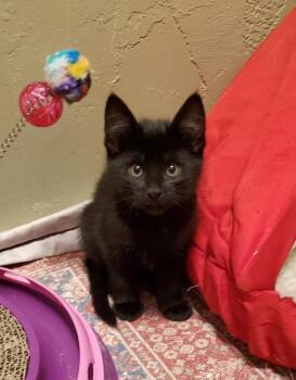 Rescue Domestic Short Hair Cats for Adoption in Green Valley, Arizona - Peso | PetCurious